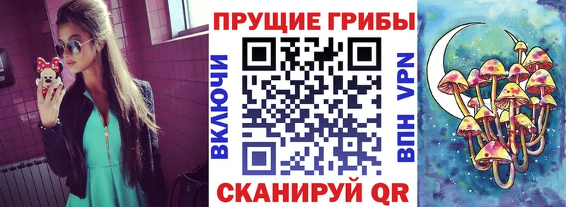 Купить где  Куйбышев  Псилоцибиновые грибы Cubensis 